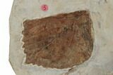 Plate of Paleocene Leaf Fossils - Glendive, Montana #188824-6
